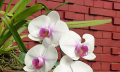 Přesazování orchidejí
