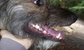 Bolest zubů u psů
